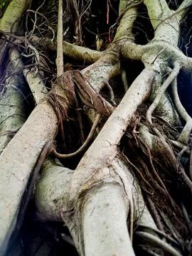 Intertwined tree roots create an organic, textured design with neutral eart.. Stock Photos