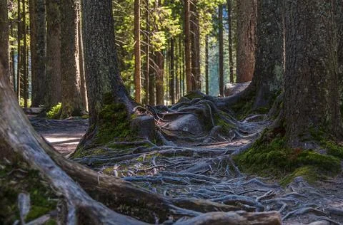 Intertwined tree roots deep in the forest Stock Photos
