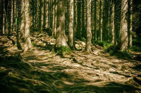 Intertwined tree roots on the surface of the soil on the slope of the mountains Stock Photos