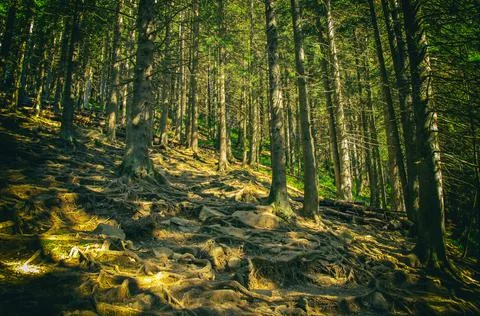 Intertwined tree roots on the surface of the soil on the slope of the mountains Stock Photos
