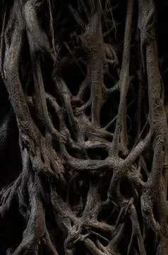 Intertwined Tree Roots Texture in Dark Natural Pattern Stock Photos