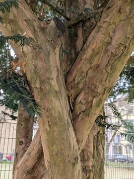 Intertwined Tree Trunks with Textured Bark, Close-up of Twisted Branches in.. Stock Photos
