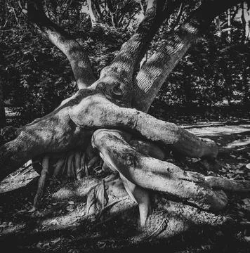 Intertwined trees in the park Foto stock