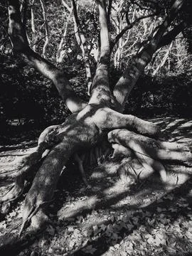 Intertwined trees in the park Foto stock