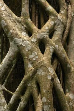 Intertwined tropical tree roots pattern Stock Photos