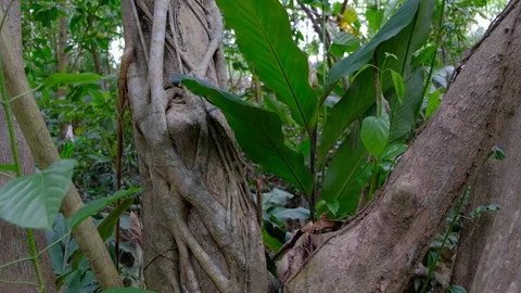 Intertwined trunks in tropical rainforests Stock Footage 108702866
