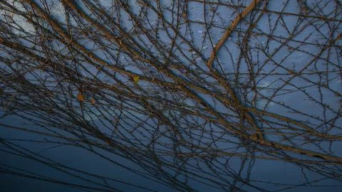 Intertwined vine branches extend across a blue wall in an abstract pattern Stock Photos
