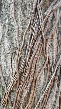 Intertwined Vines on Tree Bark Texture Stock Photos