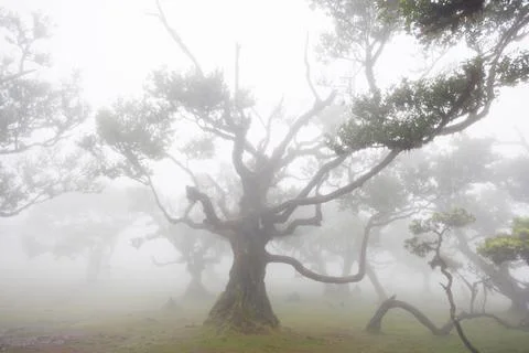 Intertwining branches of an old laurel forest shrouded in fog. Mystical Fan.. Stock Photos