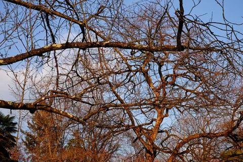 Intertwining of branches in the sky Stock Photos