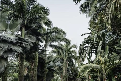 Intertwining green vegetation in a park Stock Photos
