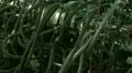 The intertwining of the hose, trunk lines and tubes HD Footage