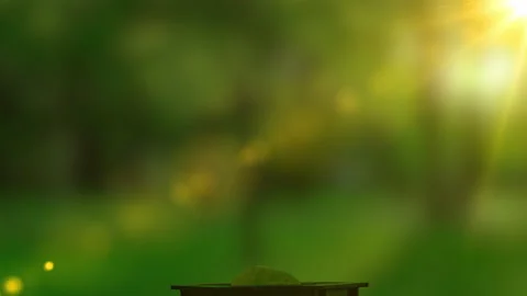 Interval video about growing plants. Growth of varietal lettuce sprouts in Stock Footage 185986990