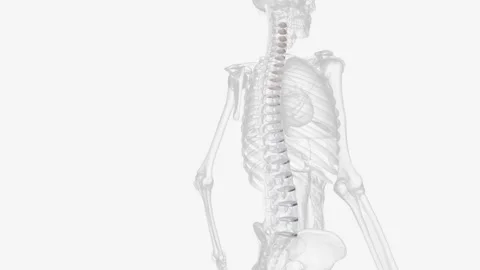 The intervertebral disc (IVD) is important in the normal functioning of the Stock Footage 271031607