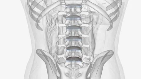 The intervertebral disc (IVD) is important in the normal functioning of the Video stock 271041876
