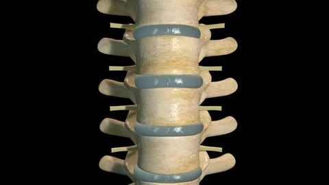 Intervertebral Disc Mechanics 스톡 동영상 122699585