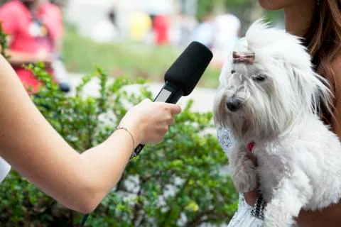 Interview with microphone Stock Photos
