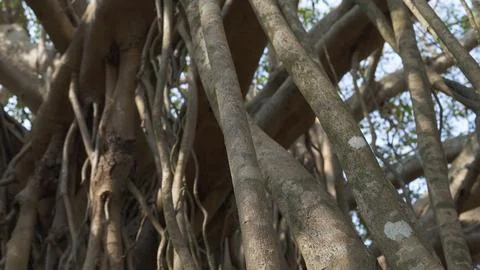 Interweaving of banyan tree trunks in the park Stock Photos