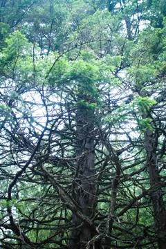 Interweaving branches of a fantasy-like tree in a forest  Foto stock