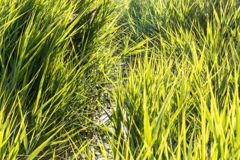 Interweaving high grass Foto stock
