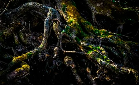 Interweaving of tree roots with moss. Stock Photos
