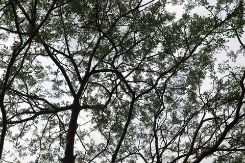 Interwoven Branch Pattern In High Angle. Stock Photos