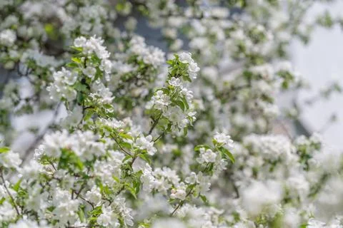 Interwoven branches creating floral texture, dense white clusters forming nat Stock Photos