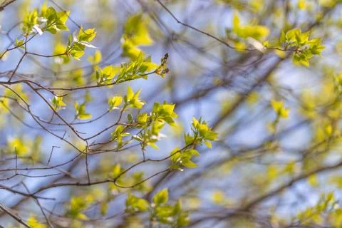Interwoven branches with fresh leaves, complex layered network filling frame, Stock Photos
