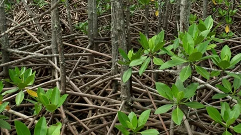 Interwoven Mangrove Root System During Low Tide 動画素材 338370452