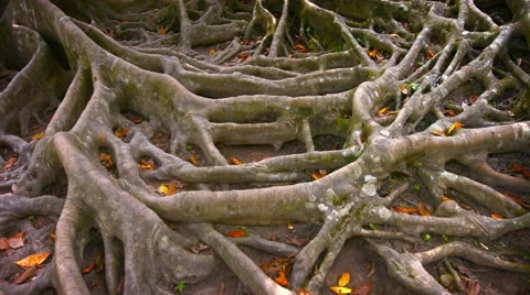 Interwoven Root Mass of a Large Tropical Tree. 4k video Vidéo 56439617