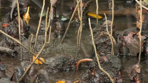 Interwoven Tree Structures Rising From Calm Tidal Water Stock-Footage 343070224