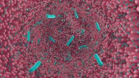 Intestinal bacteria animation Stock Footage 156457708