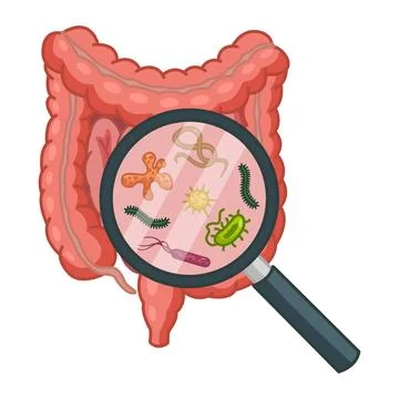 Intestinal Bacteria in a Magnifying Glass. Microflora in the Large and Smal.. Stock Illustration