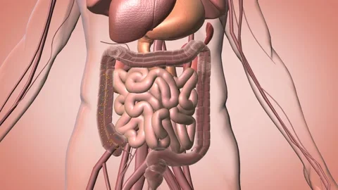 Intestinal detoxification Simple perspective Stock Footage 121201549