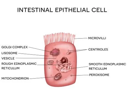 Intestinal epithelial cell with microvilli Illustrazione stock