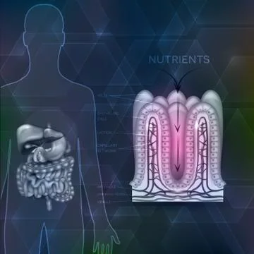 Intestinal lining anatomy, absorption of nutrients, human silhouette Illustrazione stock