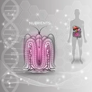 Intestinal lining anatomy and absorption of nutrients Illustrazione stock