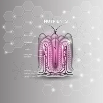 Intestinal lining anatomy and absorption of nutrients Illustrazione stock