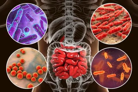 Intestinal microbiome, bacteria colonizing small intestine Stock Illustration