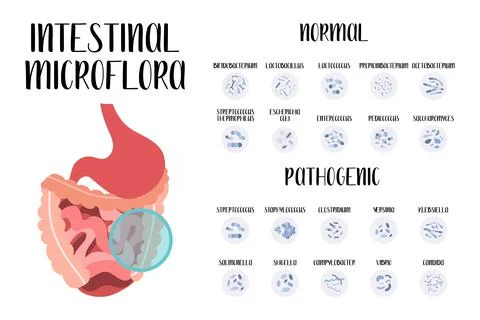 Intestinal microflora. Normal and pathogenic bacteria for stomach, gut, intes Stock Illustration