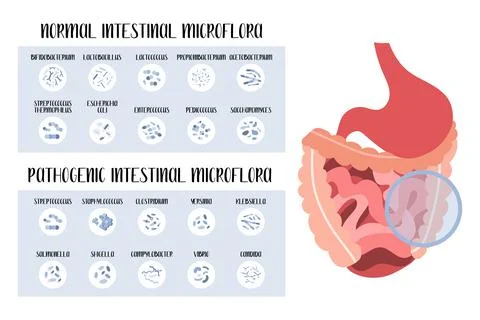 Intestinal microflora. Normal and pathogenic bacteria for stomach, gut, intes Stock Illustration