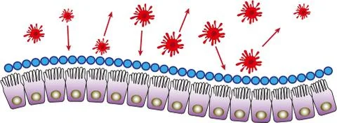 Intestinal mucosa immunity Stock Illustration