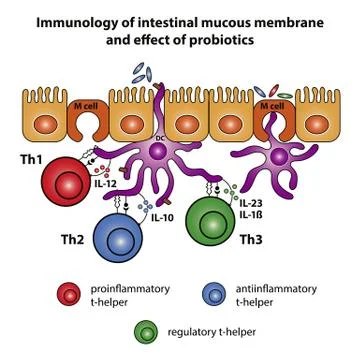 Intestinal Mucous Membrane Stock-Illustration