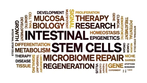 Intestinal Stem Cells animated word cloud,animation kinetic typography loop. Stock Footage 327635755
