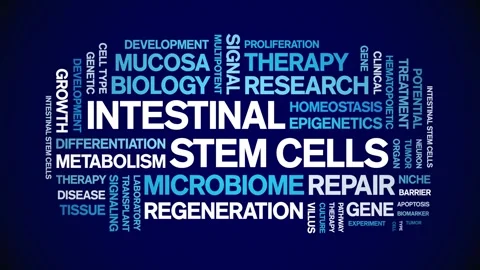 Intestinal Stem Cells animated word cloud,animation kinetic typography loop. Stock Footage 327636178