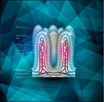 Intestinal villi background Stock Illustration