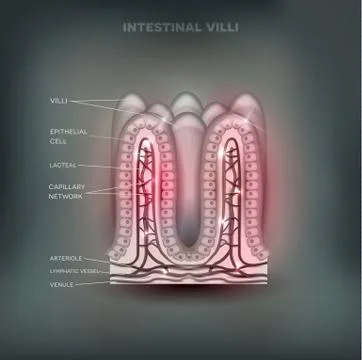 Intestinal villi background Stock Illustration