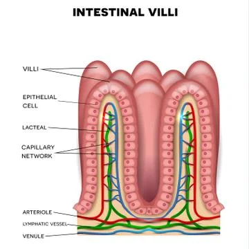 Intestinal villi Stock Illustration