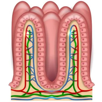 Intestinal villi Illustrazione stock