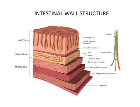 Intestinal wall structure. Stomach wall layers detailed anatomy Stock Illustration